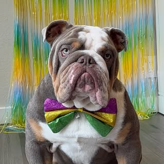 Kirk the English Bulldog